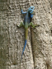 Acanthocercus atricollis