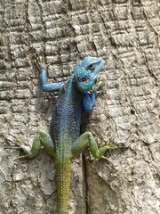 Acanthocercus atricollis
