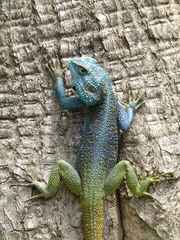 Acanthocercus atricollis