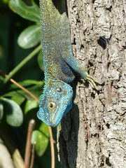 Acanthocercus atricollis