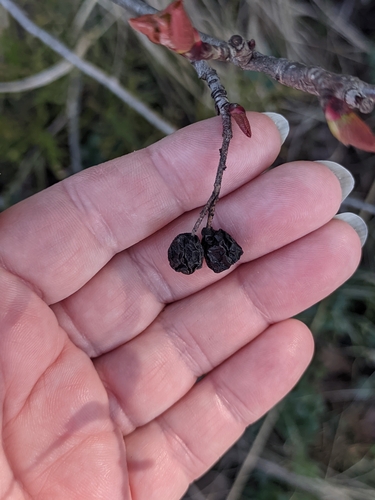Sorbaronia arsenii