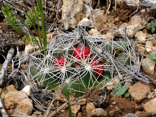 Escobaria missouriensis var. marstonii