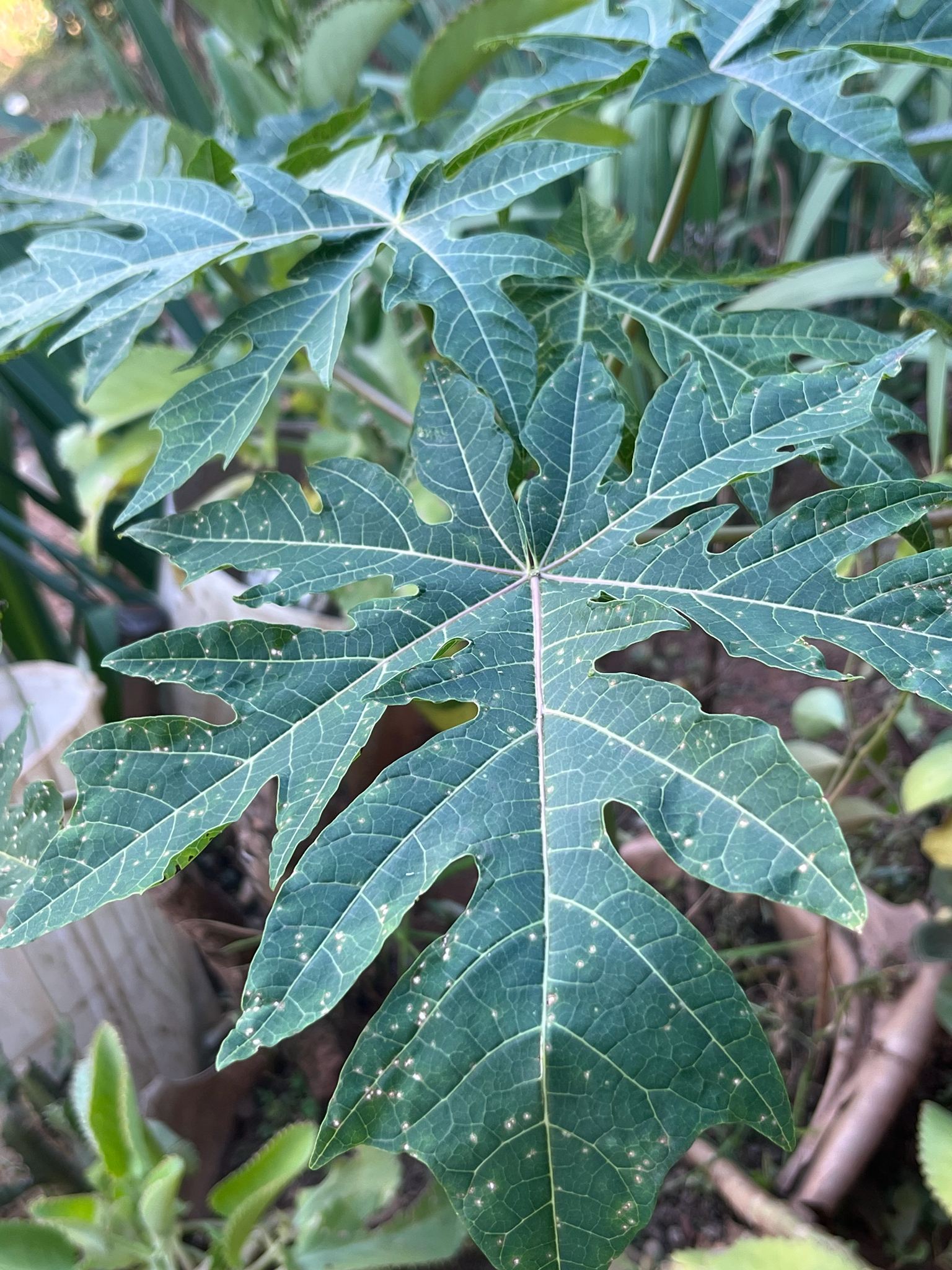 Carica papaya