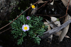 Brachyscome stuartii