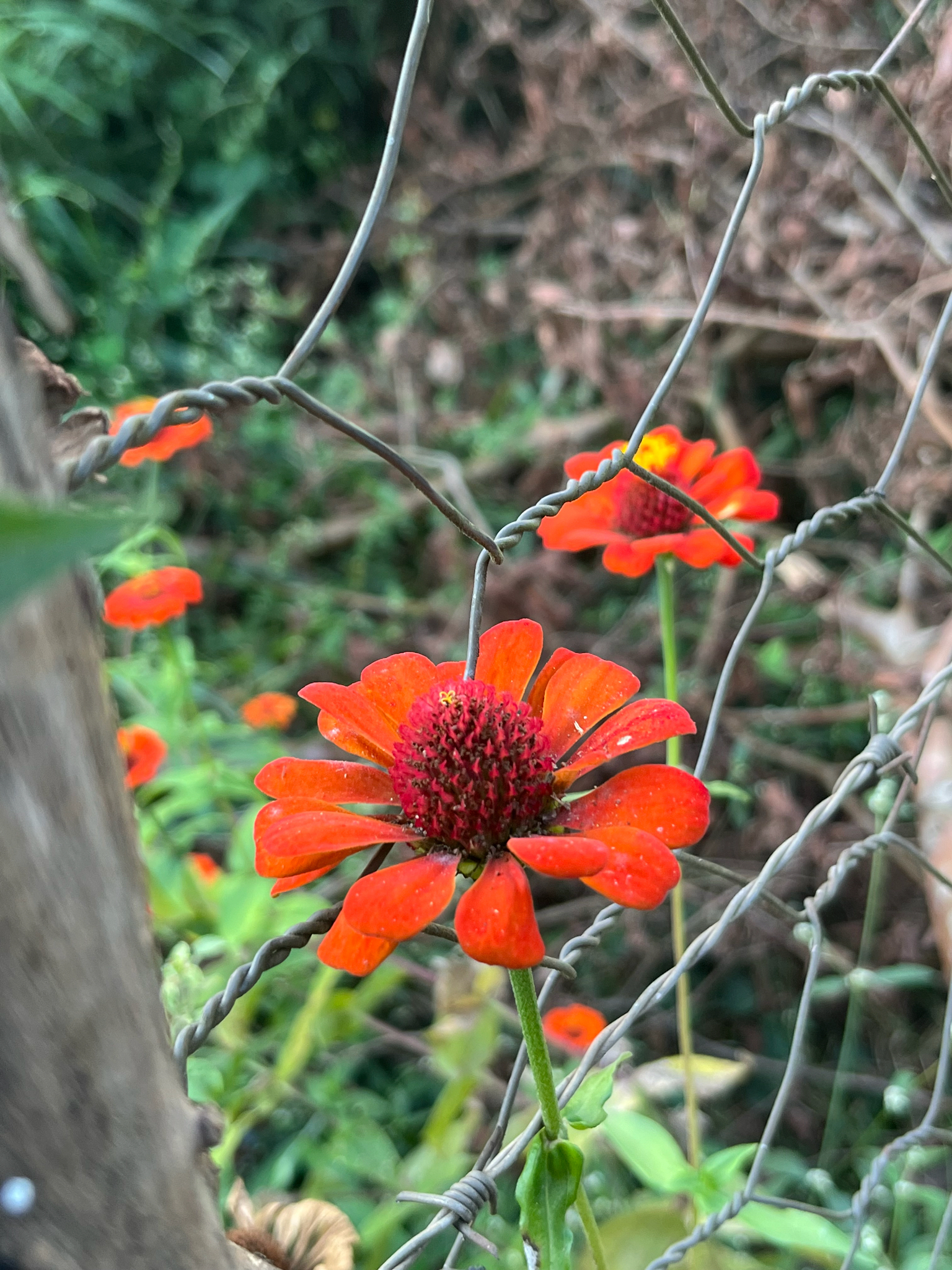 Zinnia elegans