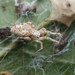 Uloborus guangxiensis - Photo (c) Shiwan Lu, algunos derechos reservados (CC BY-NC-SA), subido por Shiwan Lu