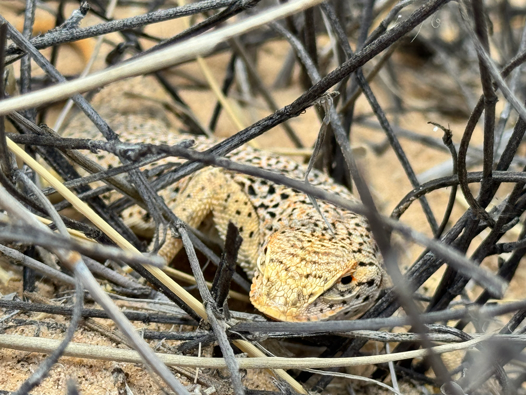 April Lizard Mojave Fringe-toed Lizard in April 2026 by Megan Johanson · iNaturalist