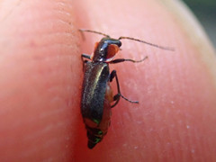 Axinotarsus pulicarius