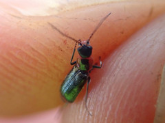 Axinotarsus pulicarius