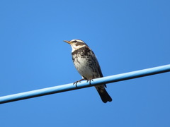 Turdus eunomus