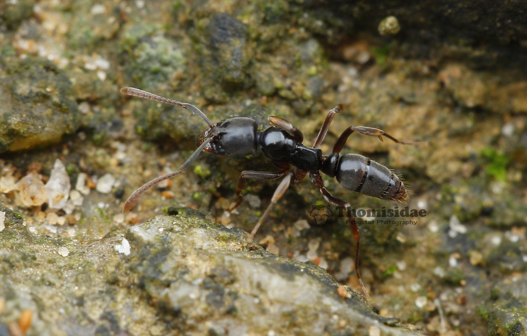 Brachyponera luteipes