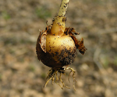 Corydalis intermedia