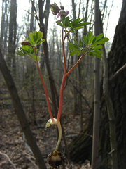 Corydalis intermedia