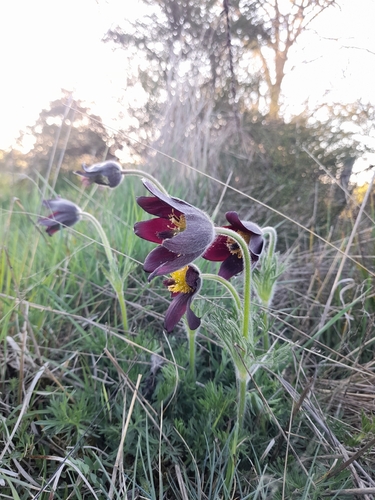 Pulsatilla rubra, photograph 6