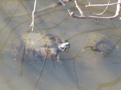 Trachemys scripta elegans