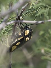 Sternocera orissa