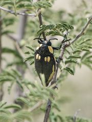 Sternocera orissa