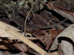 Anolis spilorhipis