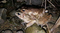 Ingerophrynus celebensis