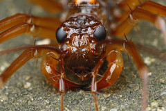 Thereuopoda clunifera