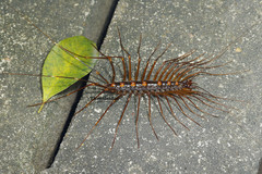 Thereuopoda clunifera