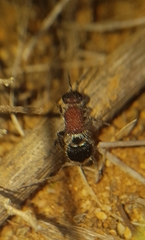 Mimecomutilla renominanda