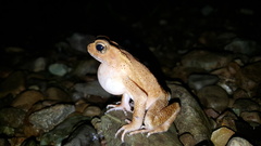 Ingerophrynus celebensis