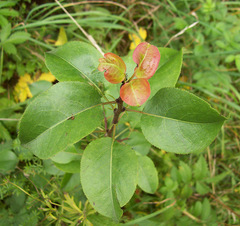 Pyrus communis pyraster