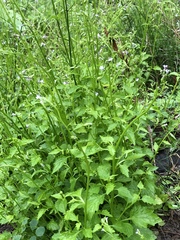 Lobelia cliffortiana