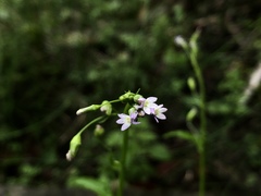Lobelia cliffortiana