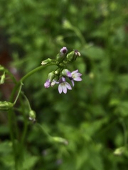 Lobelia cliffortiana