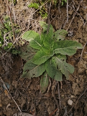 Verbascum lychnitis