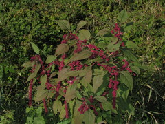 Amaranthus caudatus