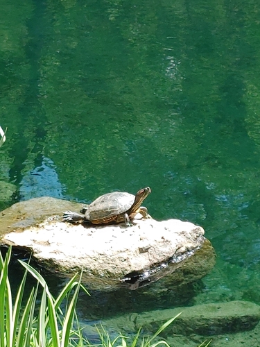 Trachemys scripta elegans