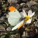 Falcate Orangetip - Photo (c) CDance, some rights reserved (CC BY-NC), uploaded by CDance