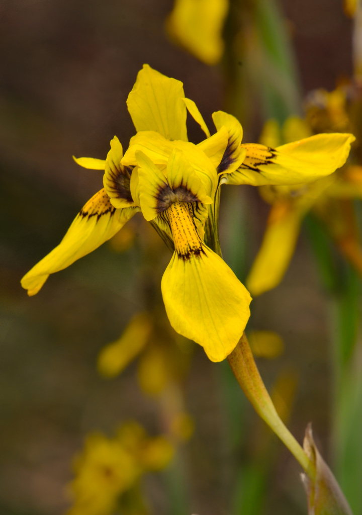 Large Golden Vlei Moraea
