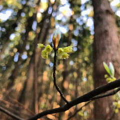 Lindera umbellata