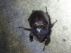 Haploscapanes barbarossa