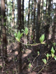 Lindera umbellata
