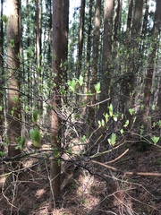 Lindera umbellata