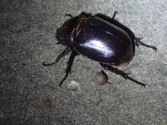 Haploscapanes barbarossa