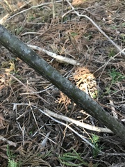 Lindera umbellata