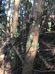 Lindera umbellata