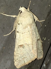 Cissusa indiscreta