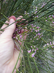 Carmichaelia glabrescens