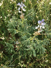 Lupinus albus