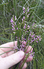 Carmichaelia glabrescens