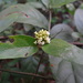 Marsdenia tinctoria - Photo (c) 呂一起(Lu i-chi), some rights reserved (CC BY), uploaded by 呂一起(Lu i-chi)