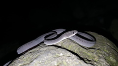 Xenodermus javanicus