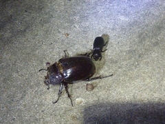 Haploscapanes barbarossa
